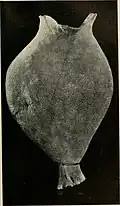 Hyalascus similis