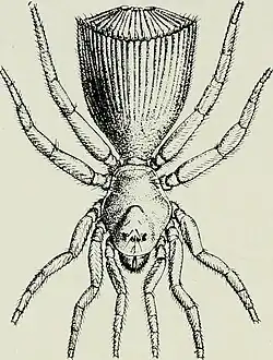 illustration de l'espèce d'araignées Cyclocosmia loricata