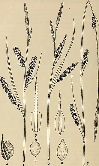 Description de l'image The American journal of science (1921) (18147089662).jpg.