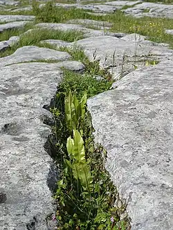 Le Burren, dans le nord-ouest du comté de Clare, en Irlande.