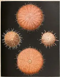 Illustrations de Gracilechinus elegans (à droite).