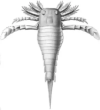 Dolichopterus macrocheirus (Dolichopteridae)