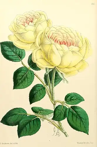 Image illustrative de l’article Madame Margottin