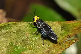 Description de l'image The Fly of the Baskervilles (15584606278).jpg.