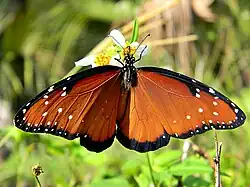 voir la légende ci-après