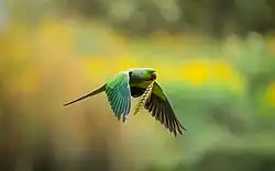 Photo d'une perruche en vol. Elle tient un épi dans son bec.