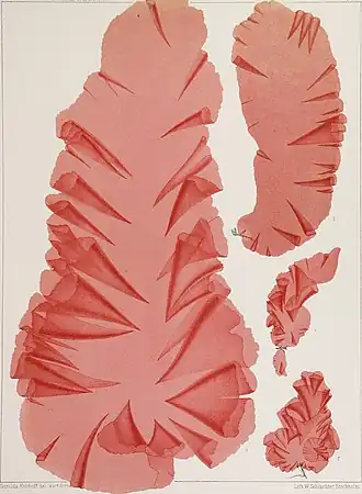 Description de l'image The algae of the Arctic Sea, a survey of the species, together with an exposition of the general characters and the development of the flora (1883) (20107719203).jpg.