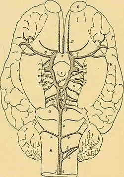 Schéma légendé d'un cerveau.