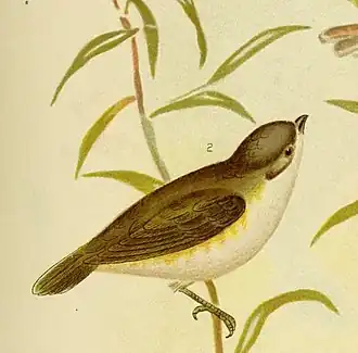 Description de l'image The birds of Australia (16804583219) (cropped).jpg.