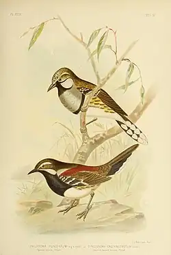 Deux oiseaux, un sur une branche avec des plumes jaunes sur le ventre et l'autre sur une pierre avec des plumes rouges sur le dos.