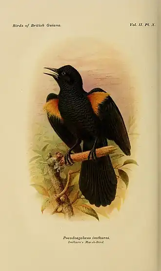 Description de l'image The birds of British Guiana (8295082316).jpg.