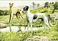 Illustration de deux lévriers dans le livre The Book of Dogs: An Intimate Study of Mankind's Best Friend d'Ernest Harold Baynes et Louis Agassiz Fuertes.