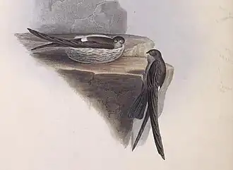 Description de l'image The genera of birds (PL. XIX) (7439904734) (cropped).jpg.