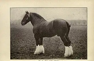 Photographie en noir et blanc d'un cheval vu de profil.