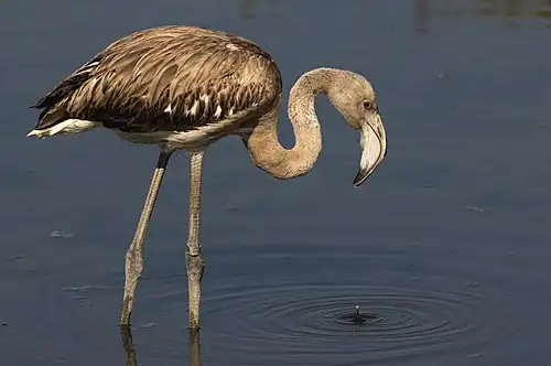 Flamant rose juvénile, dans la réserve naturelle de Gadhira, Malte.