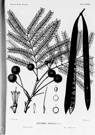 Description de l'image The silva of North America (microform) - a description of the tree which grow naturally in North America exclusive of Mexico (1902) (20634414751).jpg.