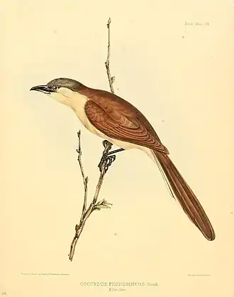 Description de l'image The zoology of the voyage of H.M.S. Sulphur (8330019594).jpg.