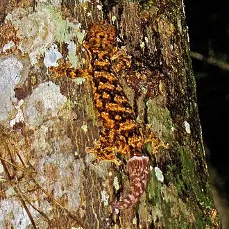 Description de l'image Thecadactylus rapicauda BSLL.jpg.