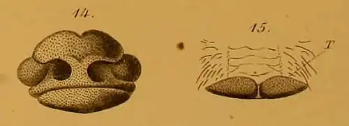 Face avant du museau (14) et sa lèvre supérieure (15)