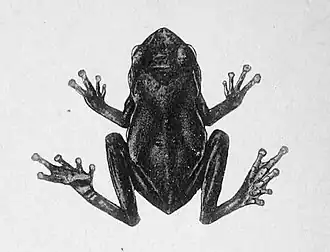 Description de l'image Theloderma andersoni.jpg.