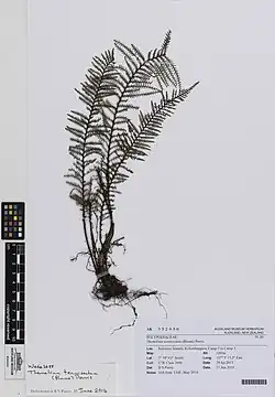 Grammitis tenuisecta