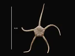 Ophiurolepis partita (USNM)