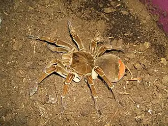 Description de l'image Theraphosa stirmi.jpg.