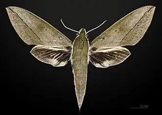 ♂ face dorsale MHNT