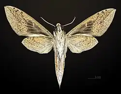 ♂ revers MHNT