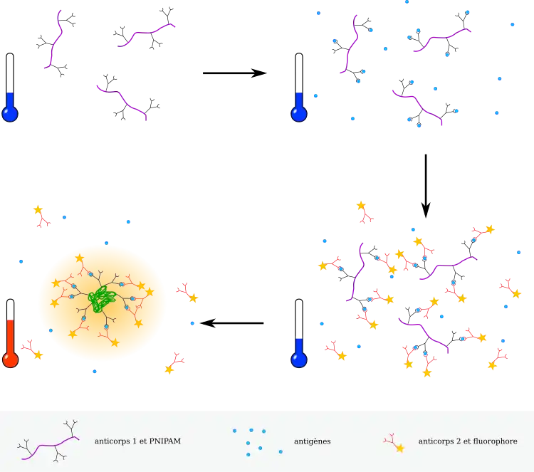 Des anticorps sont conjugués à du PNIPAM ; lorsqu'ils sont mis en présence d'antigènes complémentaires, ils s'accrochent spécifiquement. Un autre anticorps complémentaire de l'antigène, marqué avec un fluorophore, sert à révéler l'interaction. L'augmentation de la température entraîne le repliement du PNIPAM et la concentration de la fluorescence