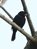 ♂