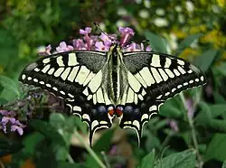Machaon.