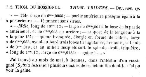 Description de l'image Thominx tridens Dujardin, 1845 - diagnosis.jpg.