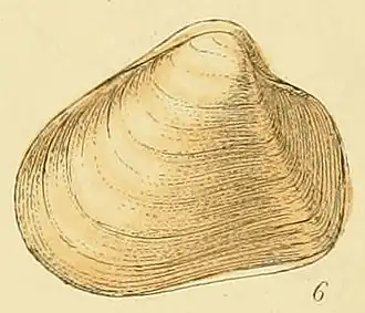 Thracia convexa (Thraciidae)
