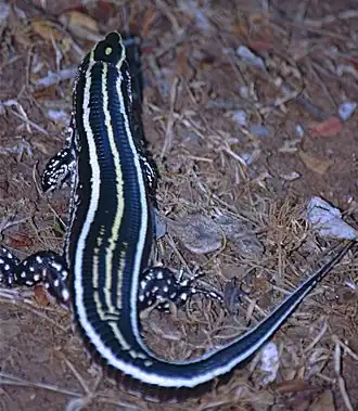 Description de l'image Three-lined Girdled Lizard (Zonosaurus trilineatus) (9619621347).jpg.