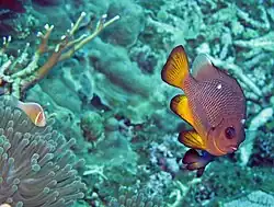 Dascyllus auripinnis