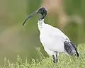 Ibis blanc d'Australie