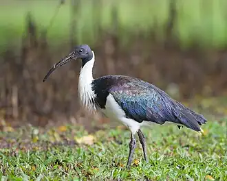 Ibis d'Australie