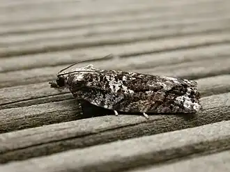 Description de cette image, également commentée ci-après