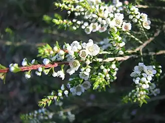 Thryptomene hyporhytis.