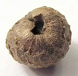 Graine. Diamètre réel : 4 mm