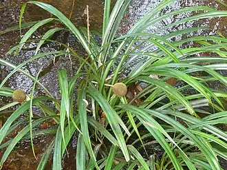 Description de l'image Thurnia sphaerocephala 174597790.jpg.