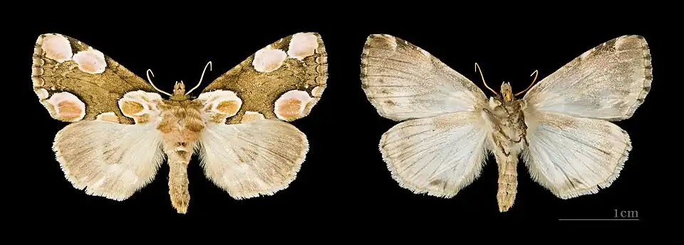 Thyatira batis ♀ Muséum de Toulouse