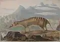 Thylacine, peinture de 1817