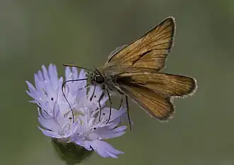 Description de l'image Thymelicus, Saimbeyli 12-4.jpg.