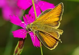 Thymelicus sylvestris