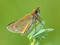 Encore une en Estonie.