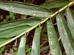 Insertion des feuilles sur la tiges (feuilles alternes distiques).