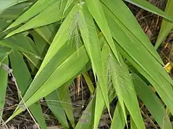 Limbes foliaires et panicules émergentes.
