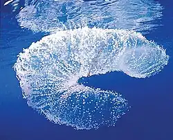 Ponte (pélagique) de Thysanoteuthis rhombus